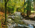Tollymore Forest 2020 - Relaxing in the Forest