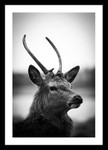 Deer Tatton Park
