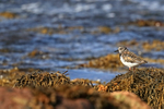 Turnstone, Ness of Duncansby, Scotland