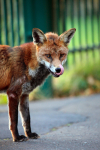 Urban Fox, Bristol _ UR087