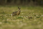 Brown Hare