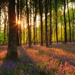 Bluebell Glow
