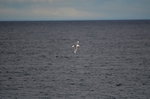 Kittiwake