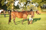 SBM_56855