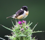 Stonechat