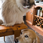Pets (Leica X1)