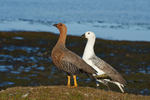 Upland Geese
