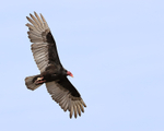 Turkey Vulture view of underwings in flight, Carcass Island, Falklands