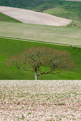 Cranborne Chase, Wiltshire