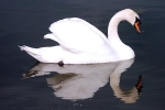 Cygnets2008 6
