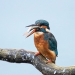 British Birds (square format) portfolio