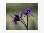 ragged Robin