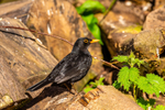Blackbird Turdus merula-6254