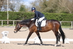 British Dressage portfolio