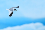 Sabine's Gull portfolio