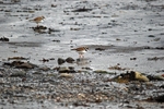 Ringed Plover