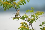Eastern Olivaceous Warbler
