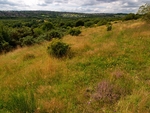 Sally Clark's Meadow