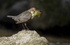Dippers, North Wales