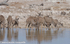 Females kudus