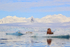 Walrus in front of glacier, Spitsbergen, Svalbard