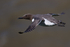 Guillemot in flight, close view, Flamborough Head, Yorkshire