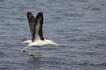 Black-browed Albatross taking off from sea, Falklands