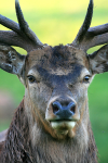 Red Deer _AN062