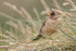 Falkland Thrush in long grass, Carcass Island, Falklands