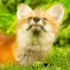 Red Fox Kit--A Quiet Moment