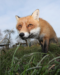 Red fox, vulpes vulpes, somerset