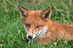 Red Fox