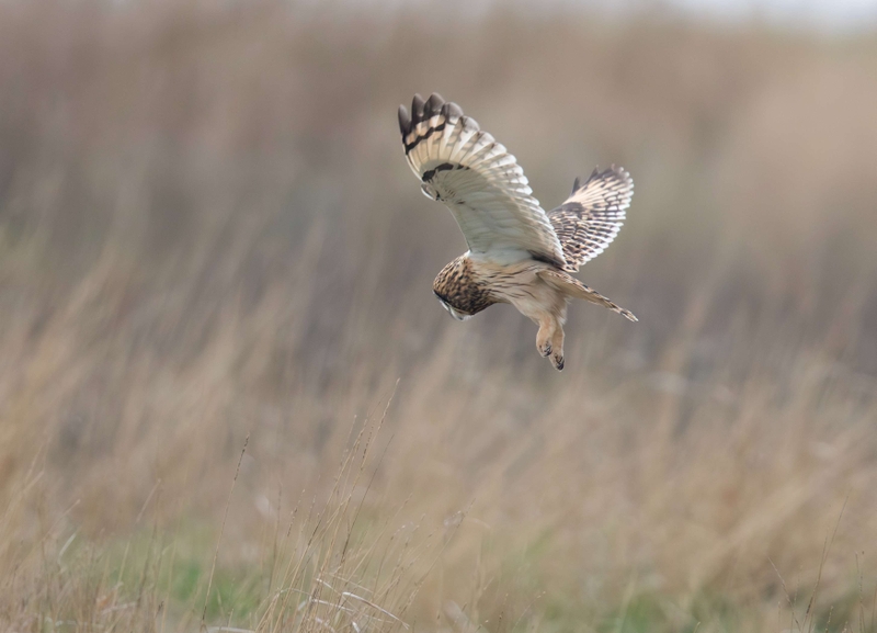 Short Eared Owl