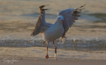 Gull Sunrise Dance 4