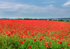 July - Field of red Poppies