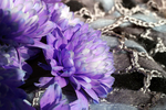 Flowers Set 06 - 14