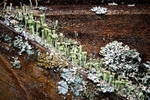 Lichen Gate