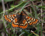 Marsh Fritillary
