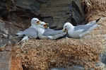 Kittiwakes