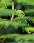 Orange-chinned Parakeet preening, Panama