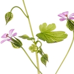 Shiny Cranesbill (Geranium lucidum)