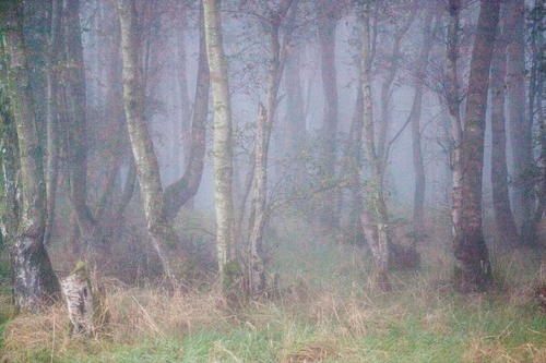 Fairies Woodland