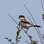 Woodchat Shrike (Lanius senator) M
