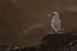 Nazca Booby on rock, backlit, Espanola, Galapagos