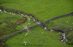Sheep Flow