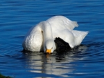Bewick's Swan