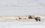 Wyoming Bachelor Group
