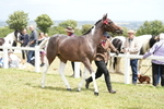 Class 59: Coloured Horse Youngstock portfolio