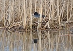 Coot