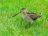 Snipe at Hotel Rauðaskriða, Iceland